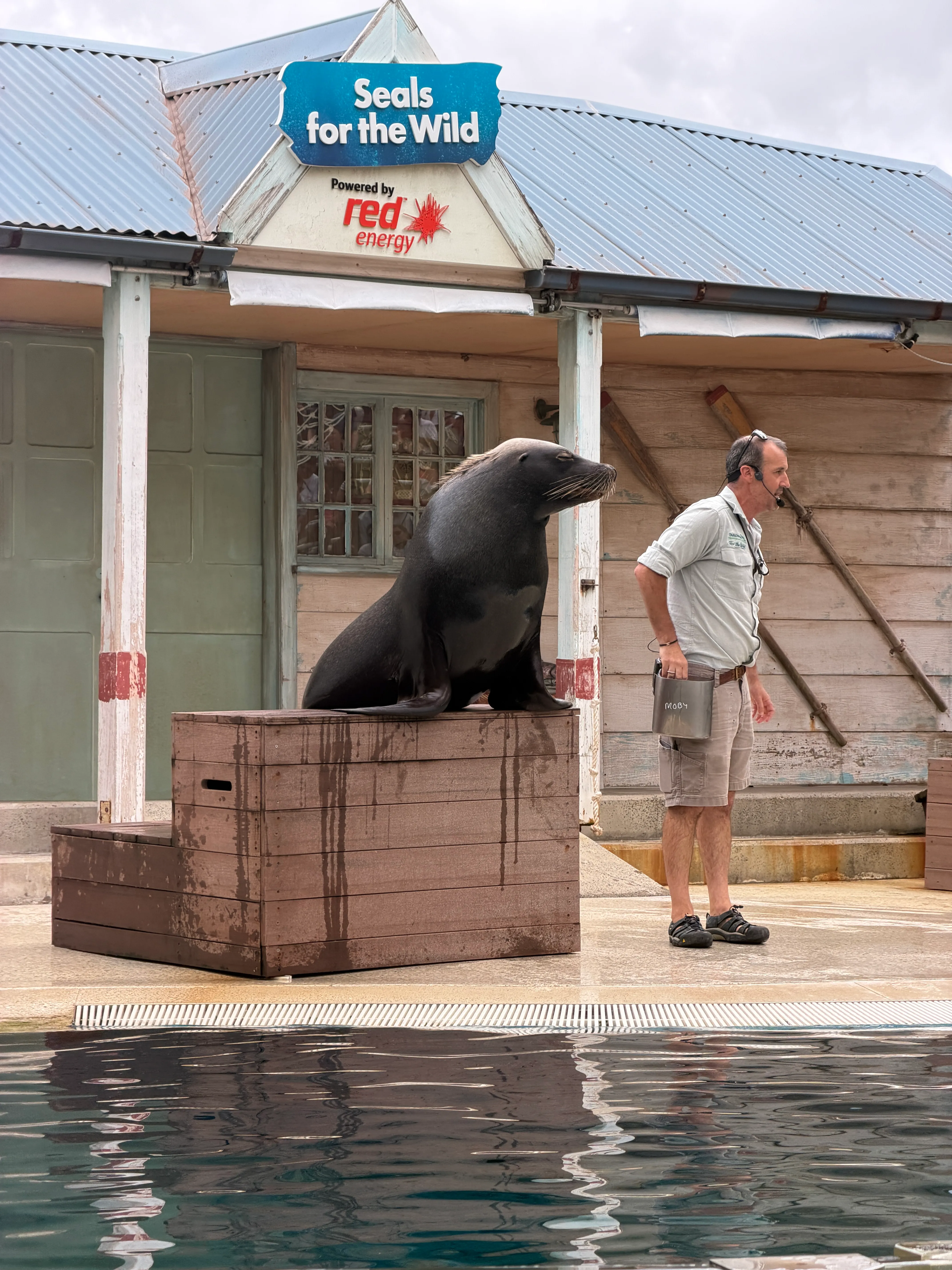 Seal show