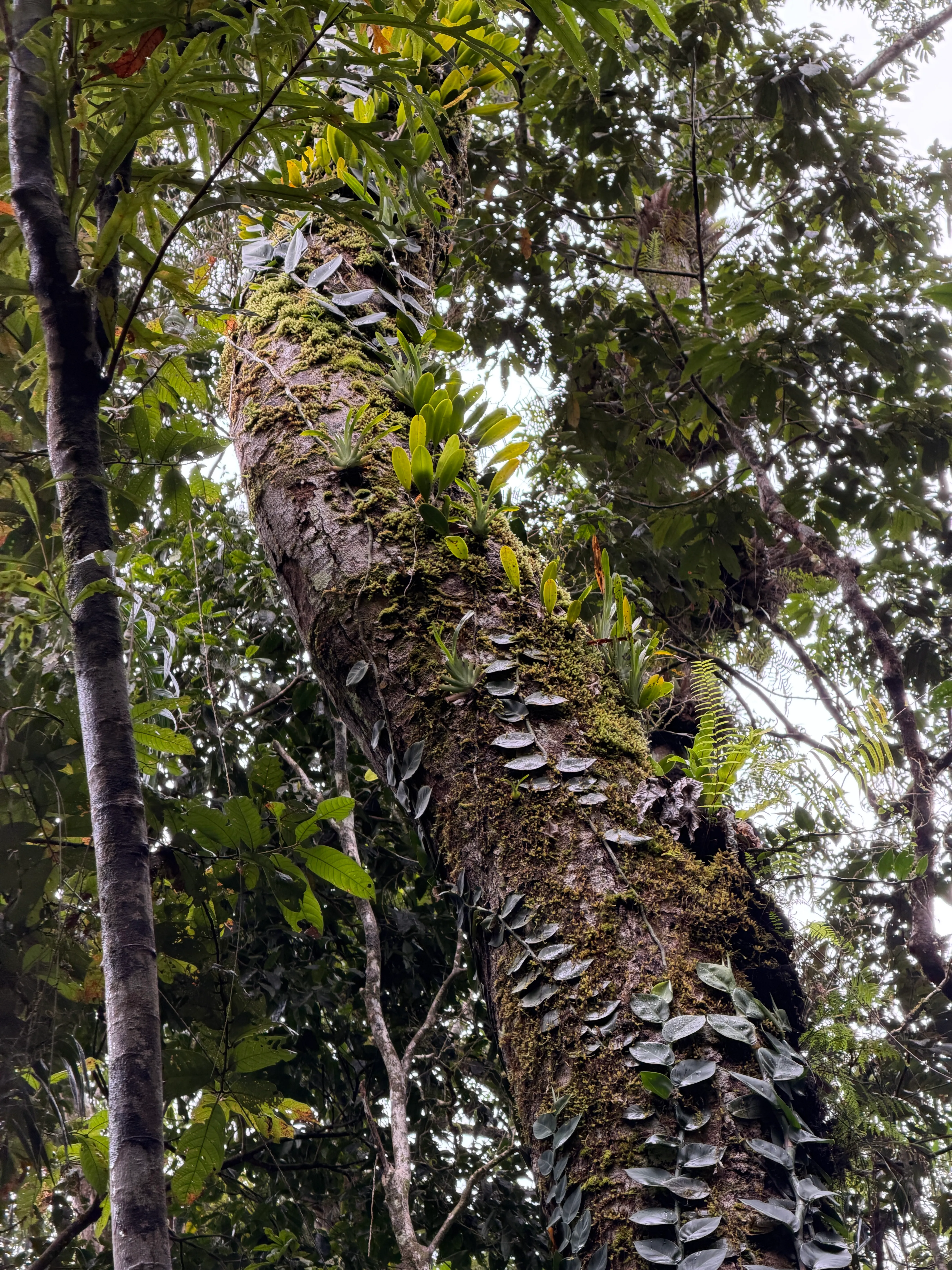 Daintree Rainforest & Cape Tribulation